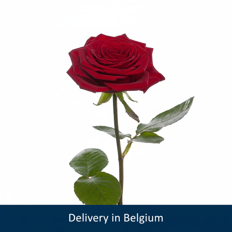 1 Red Rose flower - Belgium