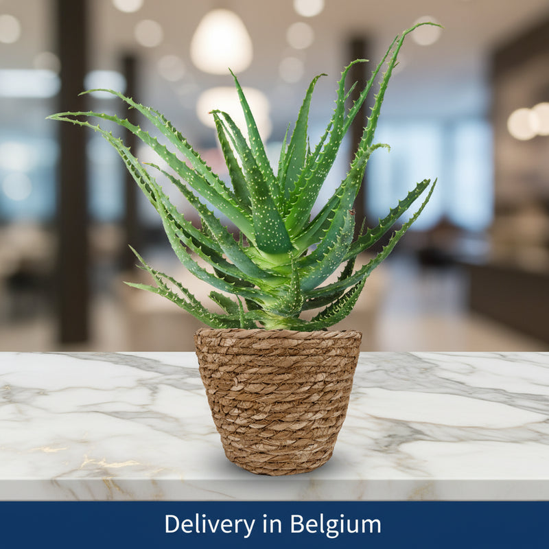 Aloe Plant - Belgium