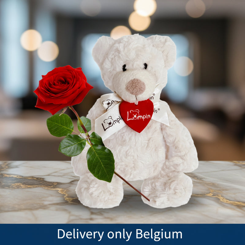 Beautiful Red Rose and a teddy bear - Belgium