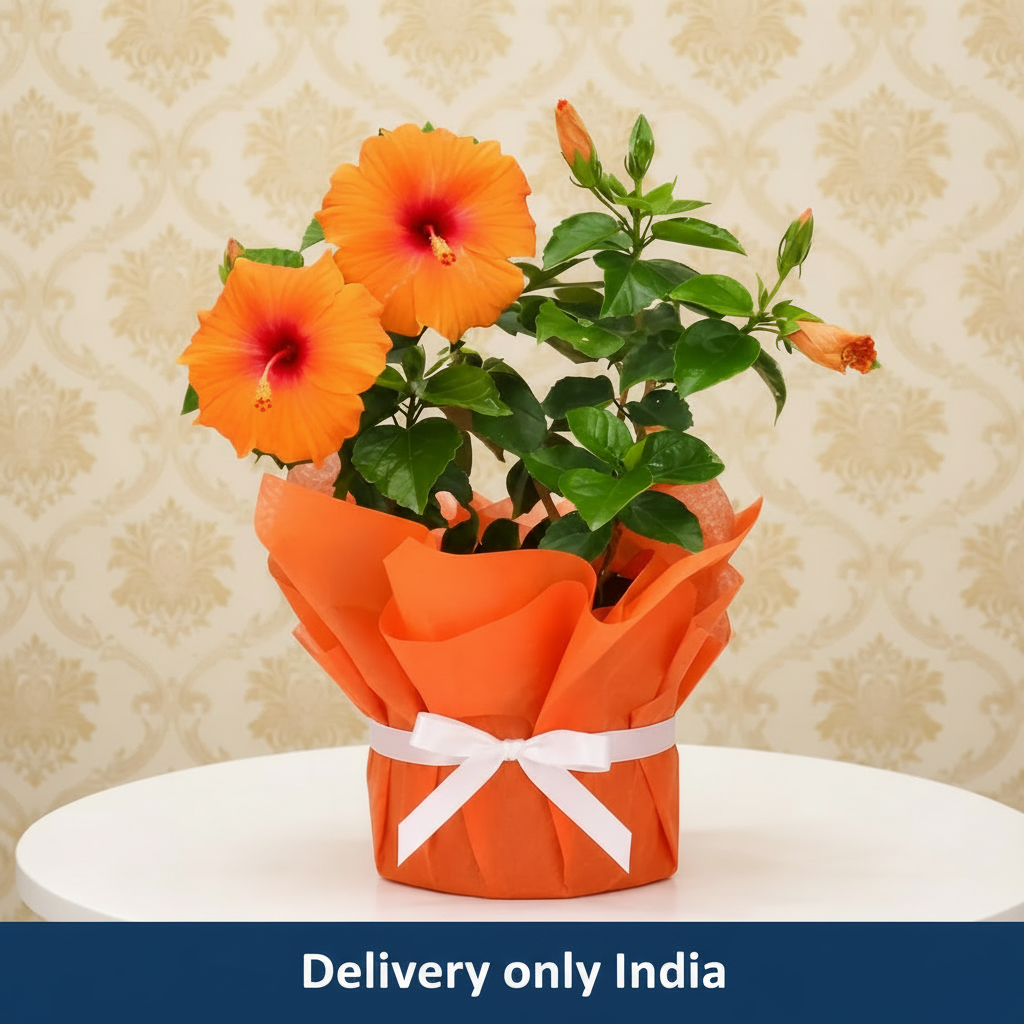 Tropical Hibiscus Plant – India