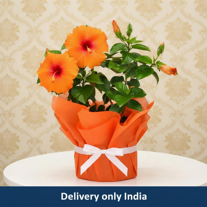 Tropical Hibiscus Plant - India