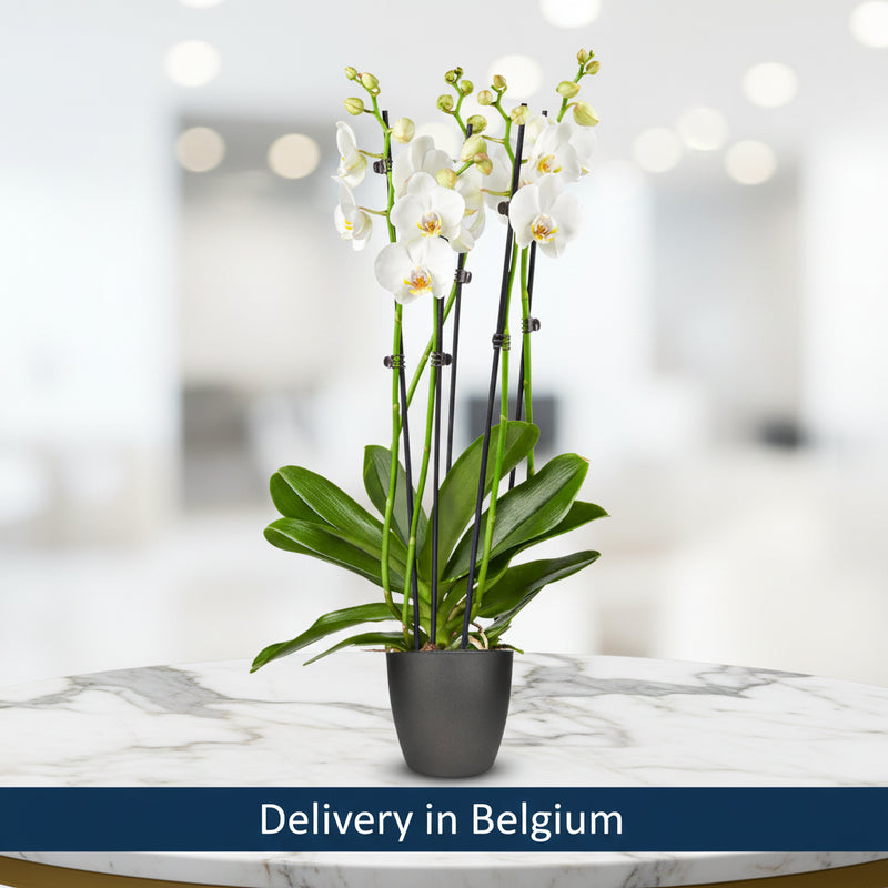White Butterfly Orchid Bunch with Pot - Belgium