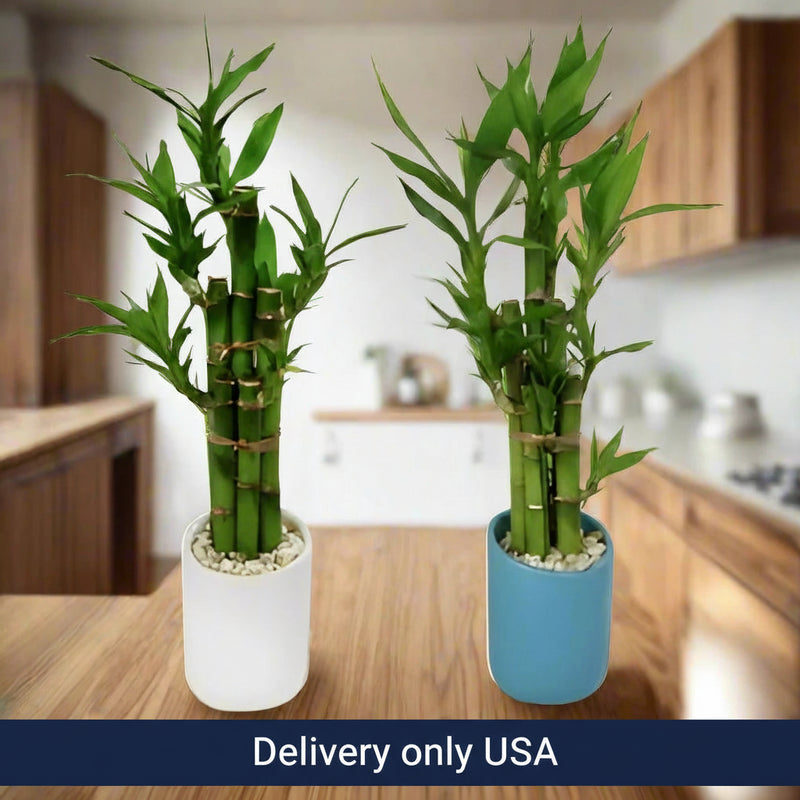 Live Indoor Lucky Bamboo Plant  - USA