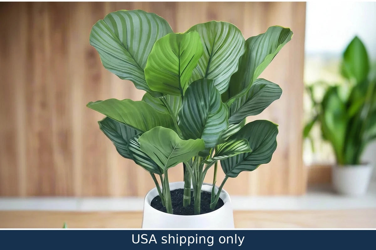 Calathea in Ceramic Pot – delivery in USA