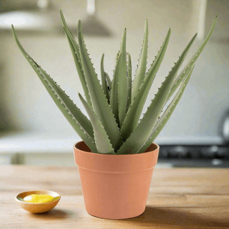 Artificial Indoor - Outdoor Aloe Vera Plant - Canada