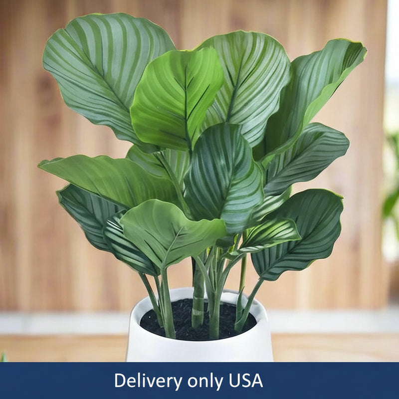 Calathea in Ceramic Pot - USA
