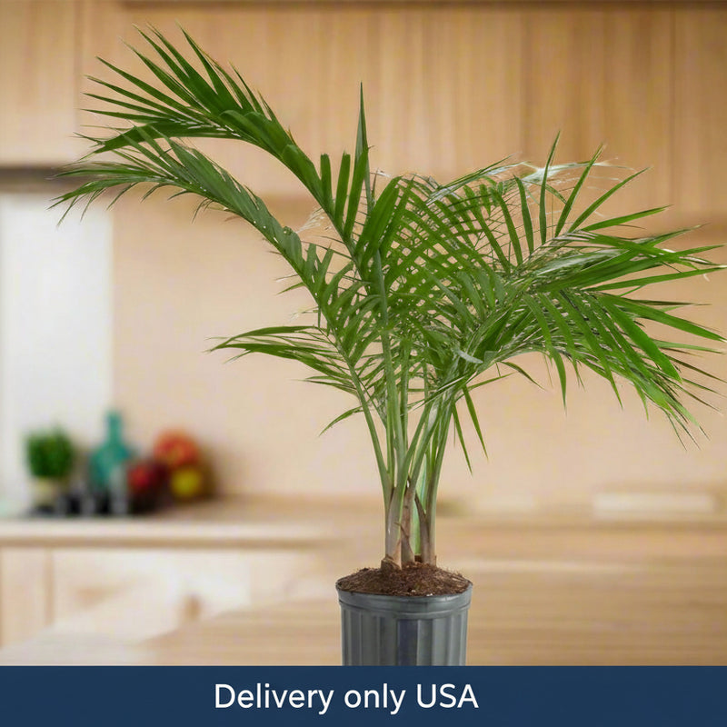 Majesty Palm House Plant - USA