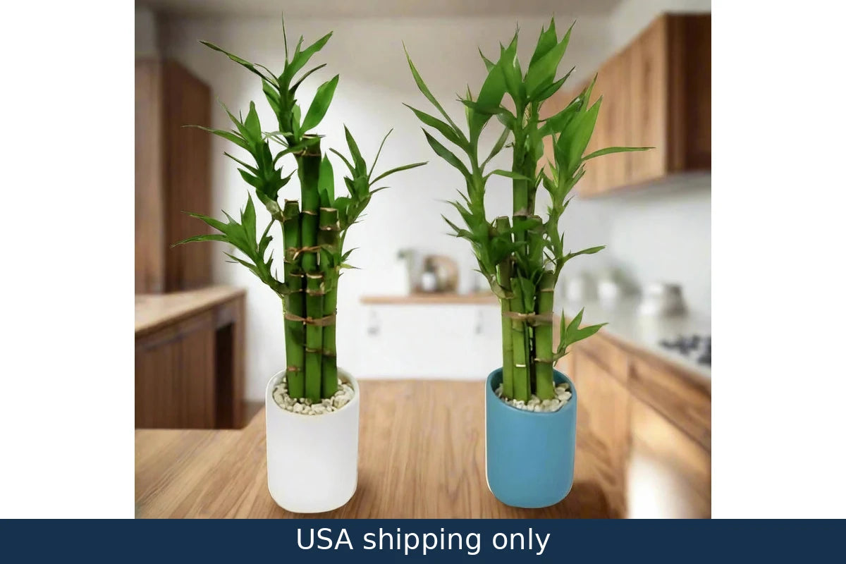 Live Indoor Lucky Bamboo Plant – delivery in USA