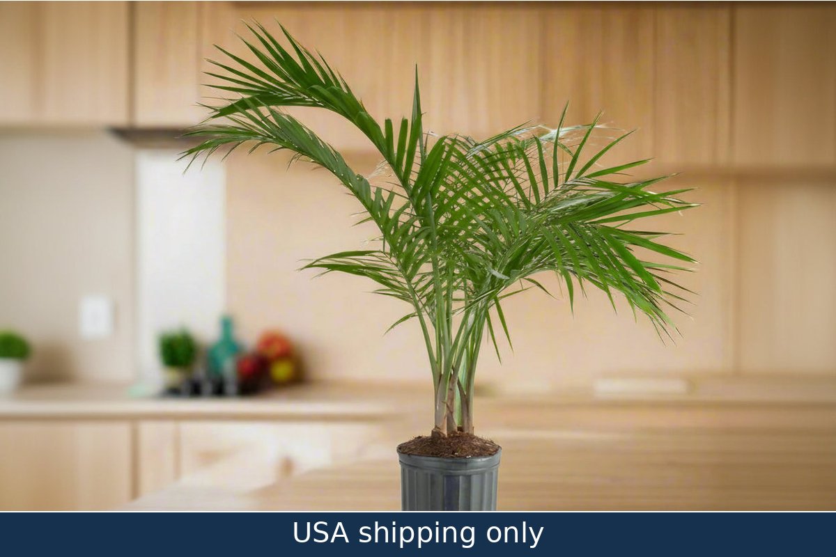 Majesty Palm House Plant – delivery in USA