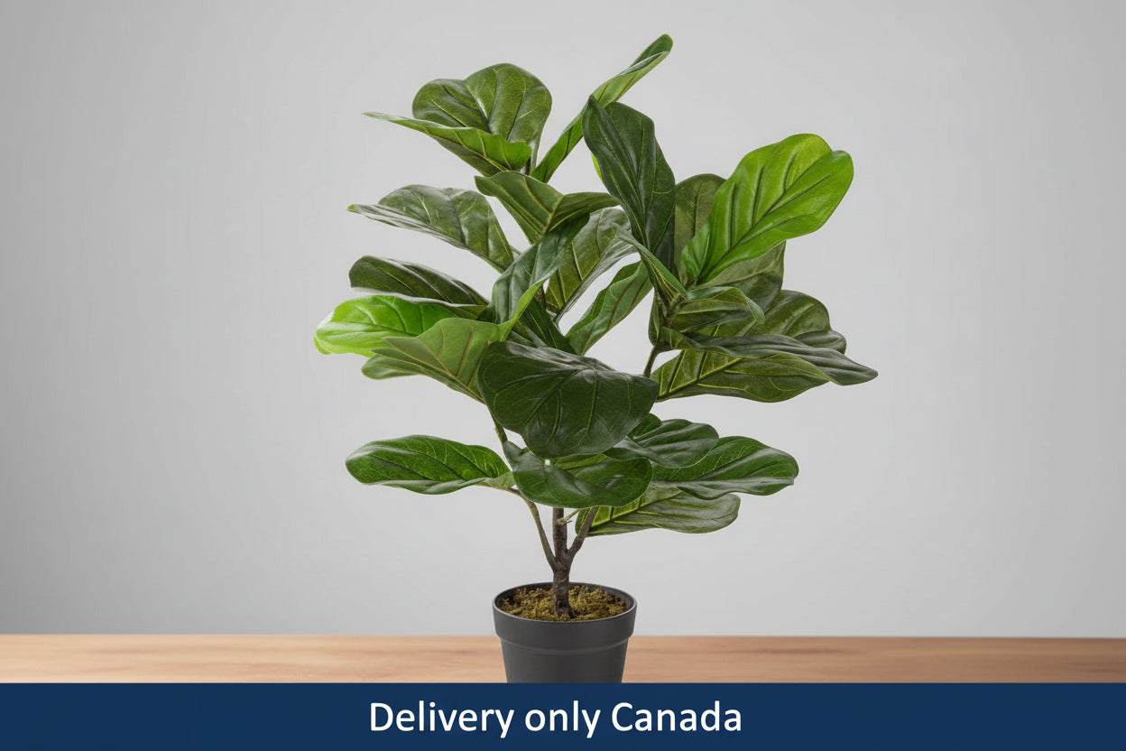 Artificial Indoor/Outdoor Fiddle Leaf Plant  - Canada