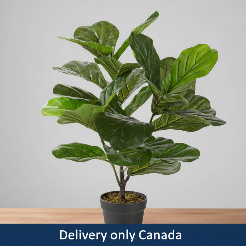 Artificial Indoor/Outdoor Fiddle Leaf Plant  - Canada
