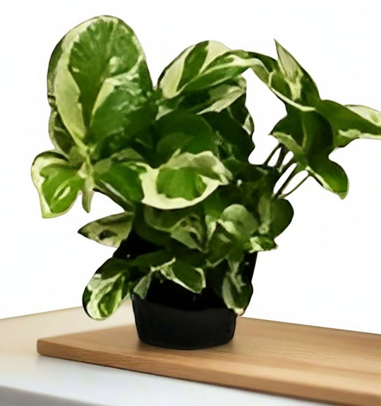 Variegated Money Plant – India