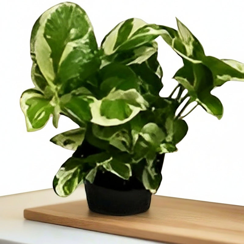 Variegated Money Plant