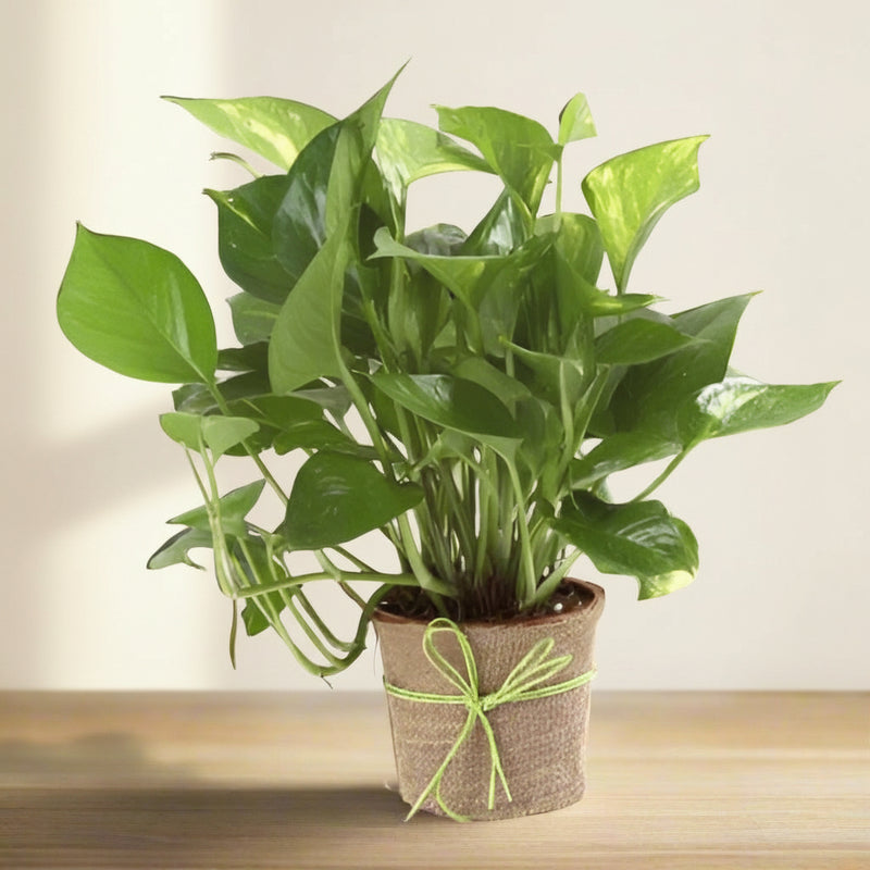 Money Plant with Vase - India