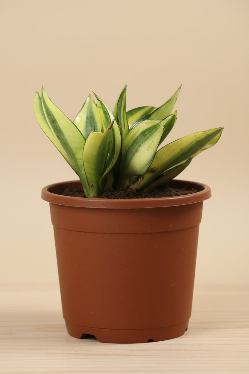 Sansevieria Plant