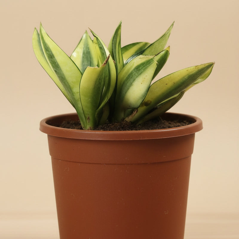 Send Sansevieria Plant to India - Online Plant Delivery