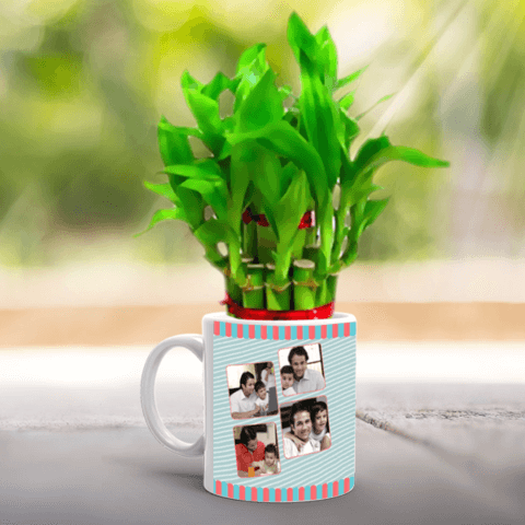Lucky Bamboo with Papa Mug – India