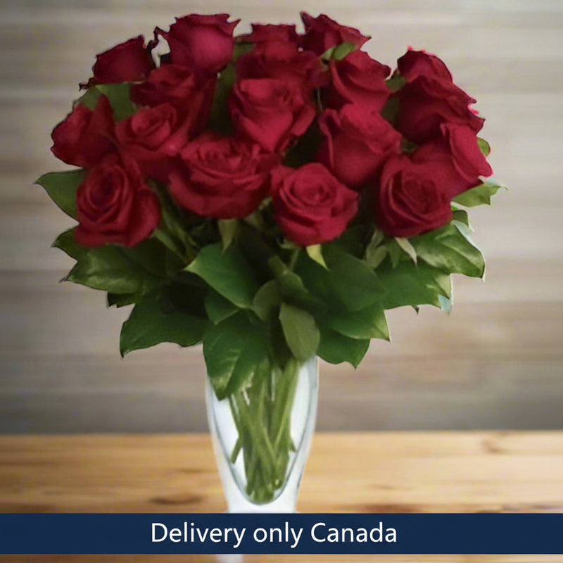 One Dozen Red Roses  - Canada