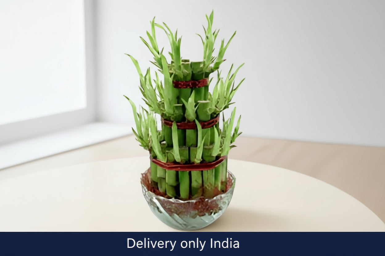 Good Luck Plant – India