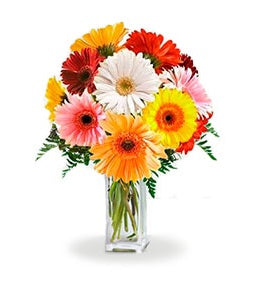 Gerberas Set - Australia