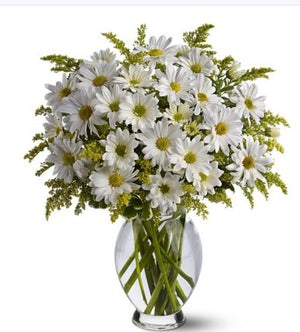 Exotic White Daisies - Australia