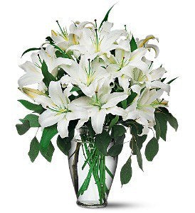 White Lillies Beauty - Australia