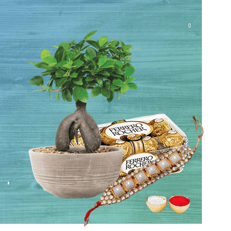 Rakhi set with Bonsai plant with Ferrero rochers