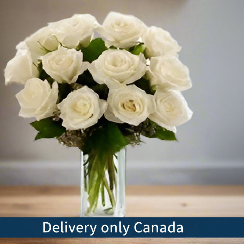 One Dozen White Roses - Canada